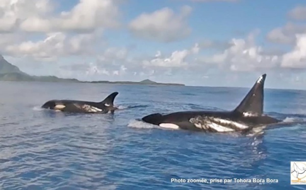 Des orques aperçues aux Îles Sous-le-Vent