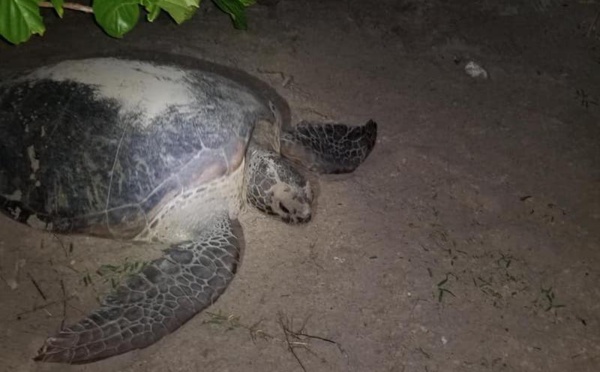 Le retour des pontes de tortues à Moorea