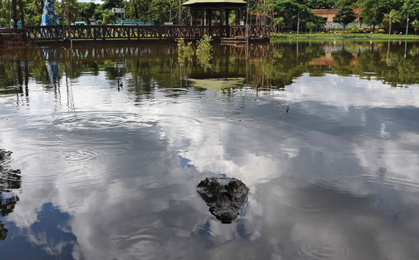 Un Australien a survécu à l'attaque d'un crocodile en desserrant sa mâchoire