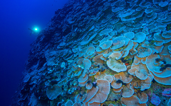 Refuge en eaux profondes, un espoir pour la restauration du corail