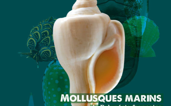 Plus de 3 000 mollusques marins référencés dans un livre hors-norme