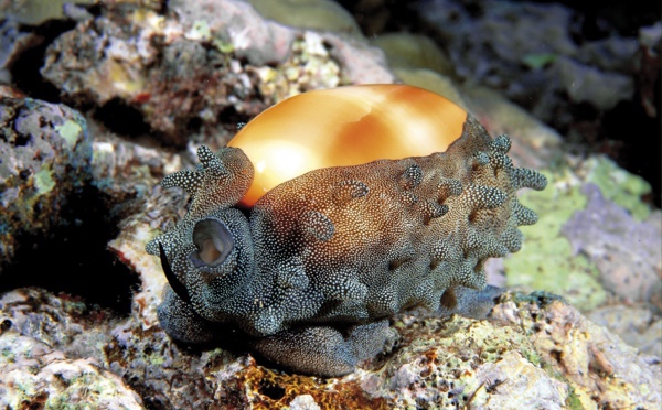 Mollusques : Un trésor polynésien