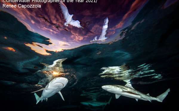 ​La photographie sous-marine de l'année dans le lagon de Moorea