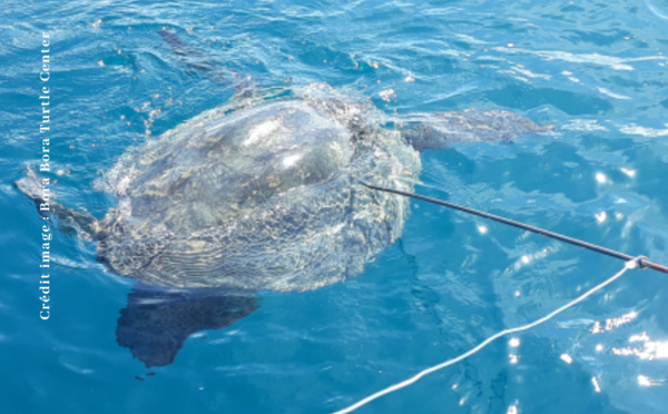 Des tortues braconnées à Tahiti, Raiatea et Bora Bora