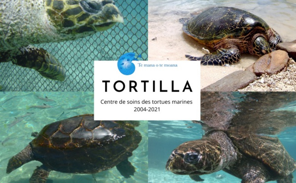 Te mana o te moana : La tortue Tortilla n'est plus