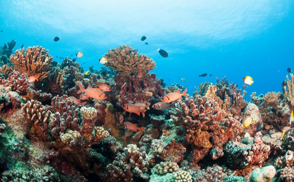 Le corail polynésien est globalement préservé
