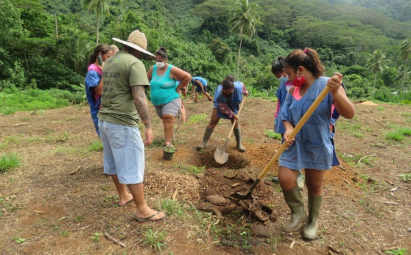 Le jardin citoyen de Vaiare s'enrichit de jeunes pousses