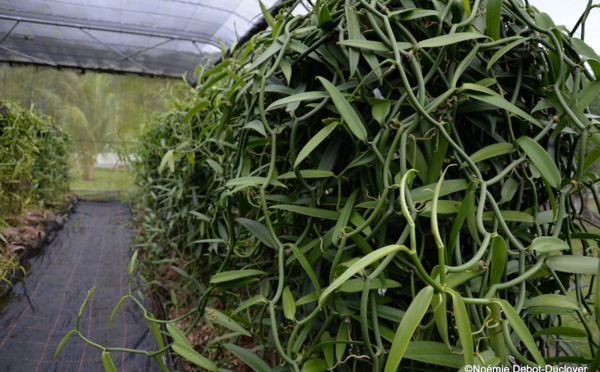 ​Une loi du Pays pour la filière vanille