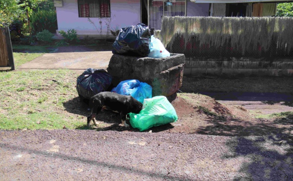 Faa'a en campagne contre les chiens errants
