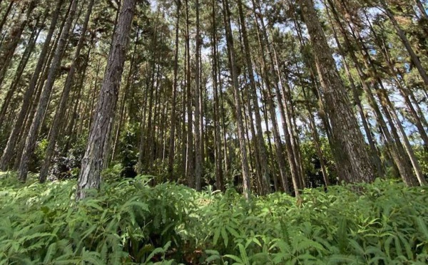 ​Un texte pour exploiter les forêts privées de pin des Caraïbes en Polynésie