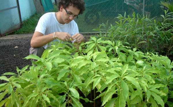 Médecine traditionnelle : Etude du «Tueiao», plante endémique de Nuku Hiva