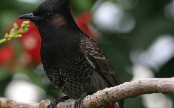 Ua Pou : La SOP Manu veut coincer le bulbul