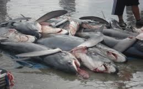 La Nouvelle-Calédonie interdit la pêche aux requins dans sa ZEE
