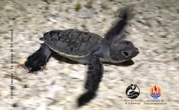 ​170 bébés tortues naissent à Moorea