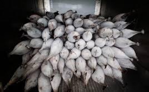 La pêche illégale dans les îles du Pacifique sud "un immense problème"