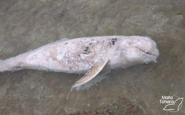Un dauphin de Risso échoué à Reao