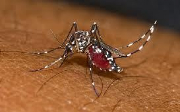 Trois cas de chikungunya déclarés en Nouvelle-Calédonie