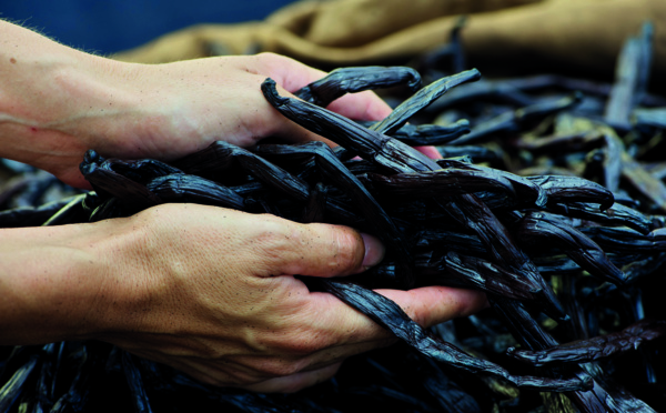 La réforme qui secoue la vanilleraie