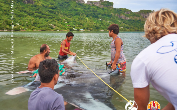 Une manta tuée par un filet “fantôme” à Maupiti