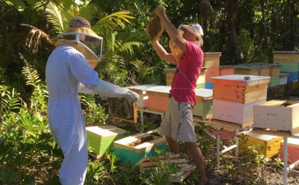 Adopte une ruche avec Miel des îles de Jean Sébastien Wan