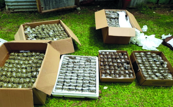 ​Saisie de 40 kg de cannabis et 9,5 millions en espèces
