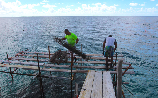 ​Perlière de Manihi échappe à 7,7 millions de redevances