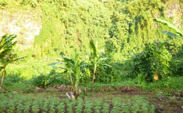 760 plants de cannabis détruits à la Presqu'île