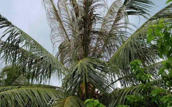 ​De nouveaux lâchers de micro-guêpes contre l'hispine des cocotiers