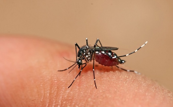 Dengue : activité syndromique en augmentation