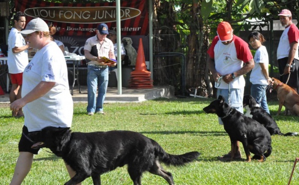 Le Club canin de Moorea rafle tous les prix en obéissance