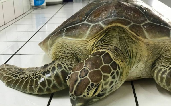 Une tortue fléchée recueillie à Moorea