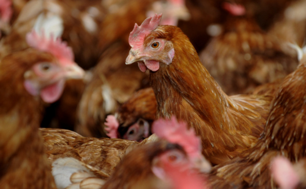 ​Une classification des élevages de poules pondeuse au fenua