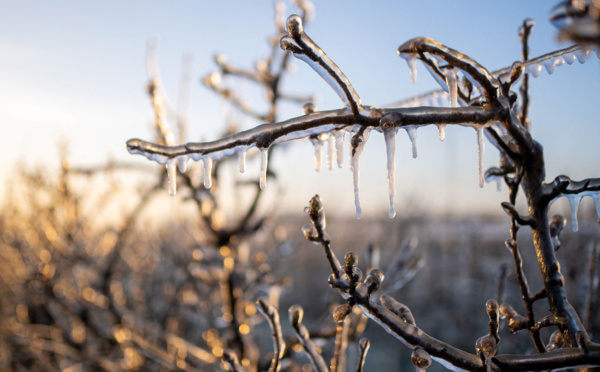 Gel: les vins de Bourgogne et de la vallée du Rhône redoutent une année noire