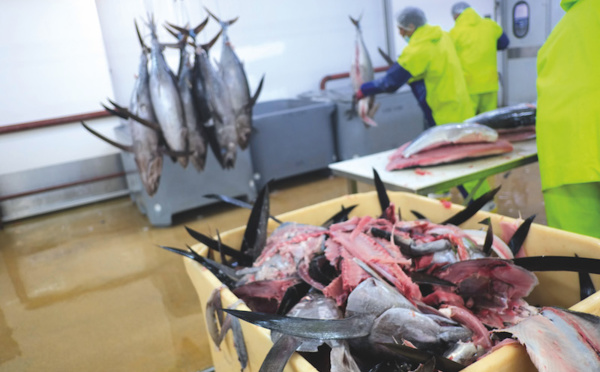 L'engrais miracle sous notre nez