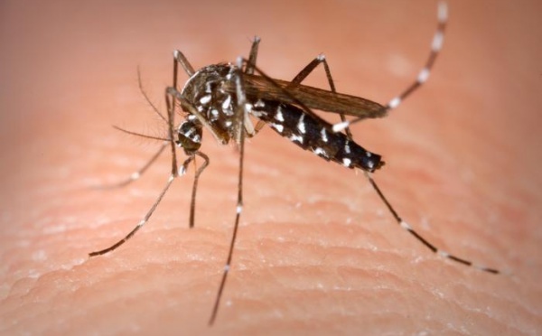 Dengue : une recrudescence des cas