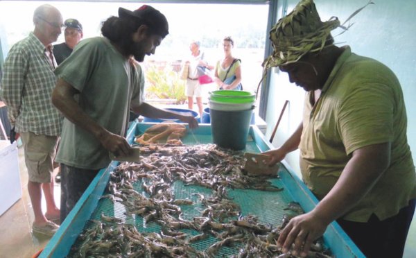 Aquaculture : La crevette en tête, le paraha peue malade