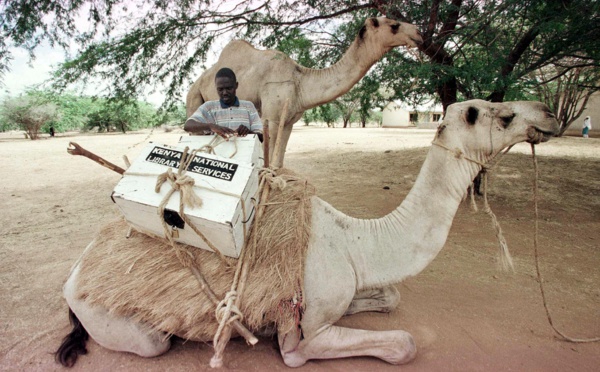 Le prochain Covid ? Les dromadaires du Kenya sous haute surveillance