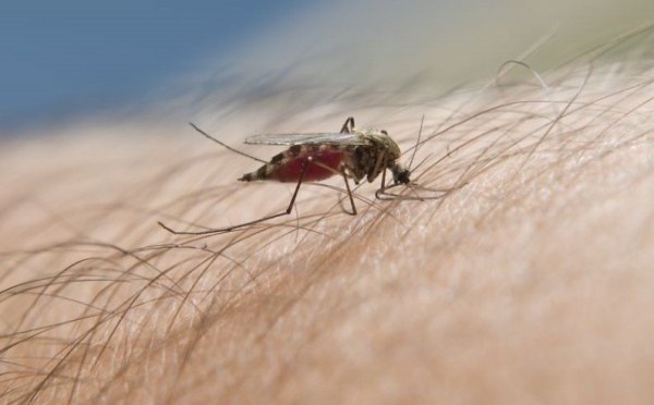 L’épidémie de dengue progresse encore : 99 cas confirmés