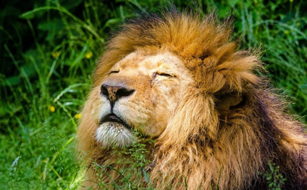 L'Afrique du Sud va interdire l'élevage de lions en captivité pour la chasse
