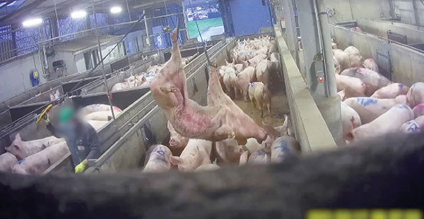 Maltraitance animale: L214 diffuse des images choc d'un abattoir du Finistère