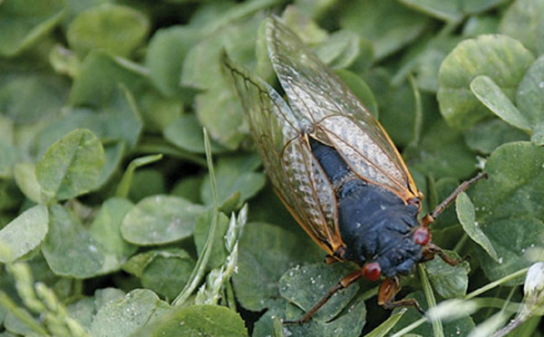 Les cigales arrivent, les Américains se préparent