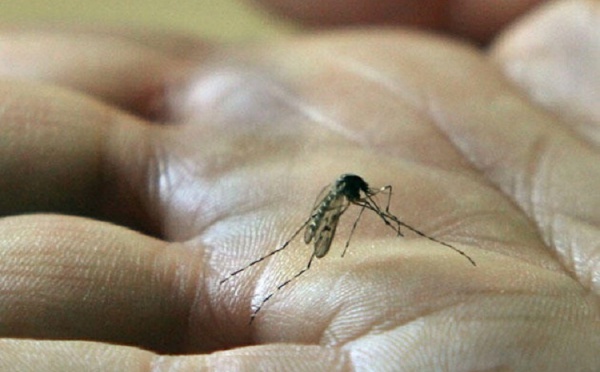 Le nombre de cas de dengue ne faiblit pas
