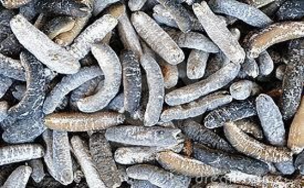 Des touristes asiatiques arrêtés pour vol de concombres de mer dans les Galapagos