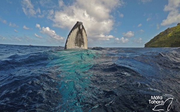 Premières baleines observées à Rurutu