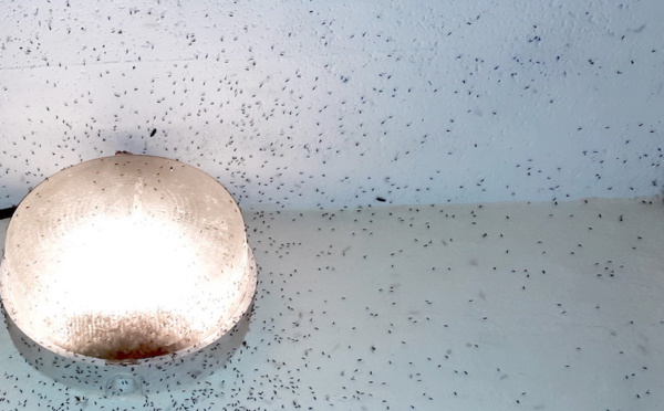 Invasion de moucherons à Rurutu