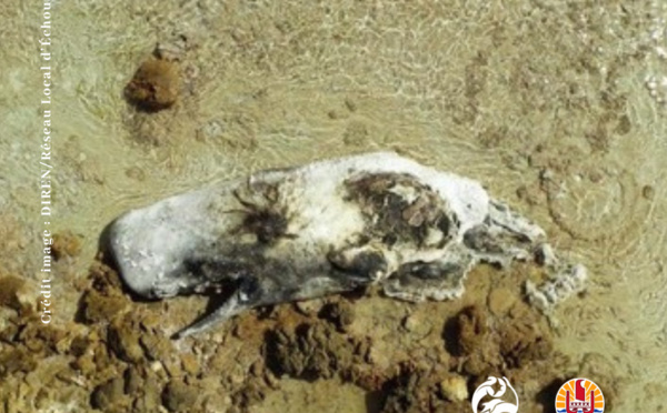 La carcasse d’un cachalot découverte à Kauehi