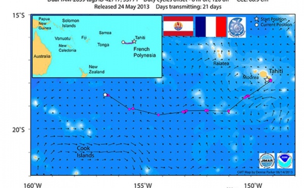 La tortue Ariti poursuit son périple en direction des Samoa