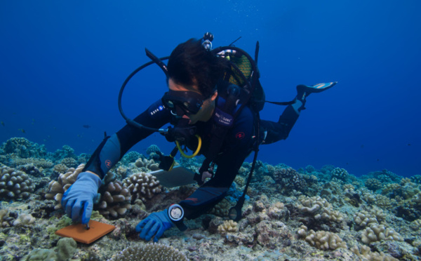 50 ans du Criobe, pionnier de la recherche sur les récifs coralliens