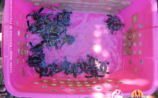 Un nid de 25 tortues découvert à Faaone