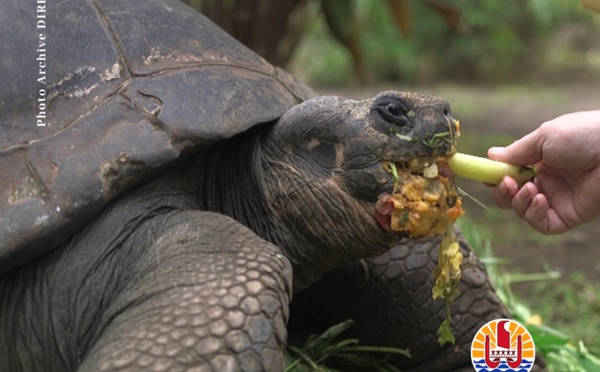 ​L’état de santé de la tortue Te ara u'i préoccupant